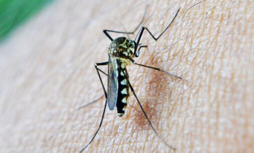 13 cases confirmed as NCDC announces outbreak of dengue fever in Sokoto