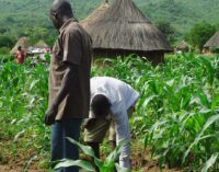 FG ’empowers 250 Bauchi farmers’ to boost food production