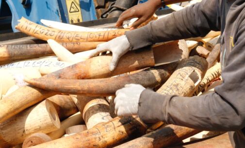 PHOTOS: FG destroys 2.5 tonnes of confiscated elephant tusks, ivories in Abuja