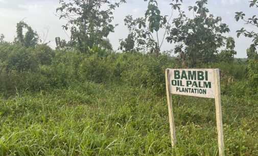 RED GOLD PROJECT: Battle for soul of depleting Nigerian forest reserve (PART II)