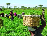 FG mulls deployment of agro rangers to tackle insecurity in farms