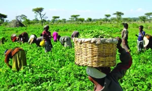 NNPC Foundation unveils agricultural training scheme