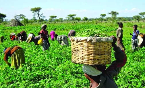 FG mulls deployment of agro rangers to tackle insecurity in farms