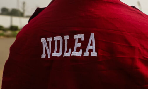 NDLEA arrests man over ‘possession of 1.5kg cannabis’ in Osun