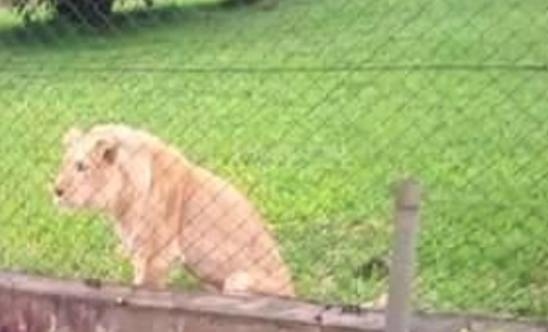Veterinary nurse killed by lion he nursed for nine years at OAU zoo