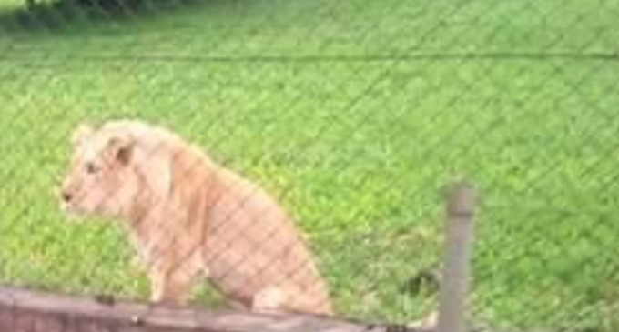 Veterinary nurse killed by lion he nursed for nine years at OAU zoo