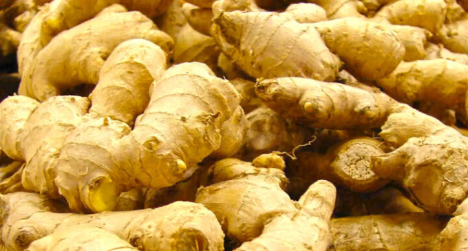 FG to intervene as farmers lose N12bn to ginger blight epidemic