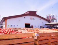 Tinubu inaugurates ‘Africa’s largest’ tomato processing factory in Kebbi