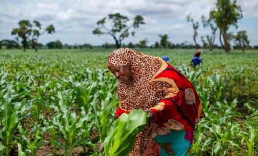 Nigerian women in agriculture: A catalyst for food security, economic growth, and family well-being 
