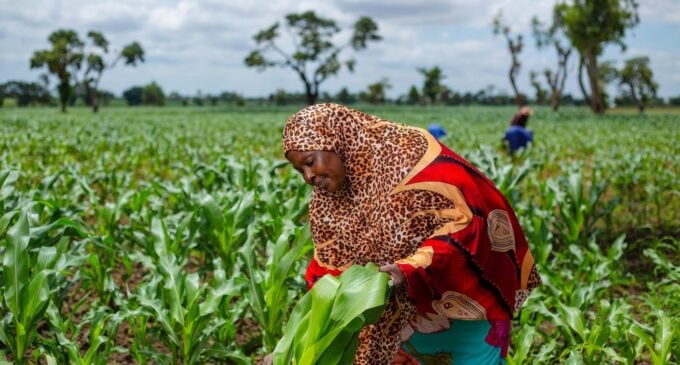 Nigerian women in agriculture: A catalyst for food security, economic growth, and family well-being 