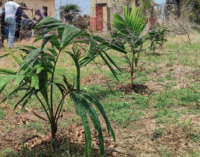 ‘To bolster ecological balance’ — NGO plants economic trees in Lagos