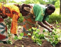 Climate Facts: Sustainable agriculture uses up to 56% less energy, says UNEP