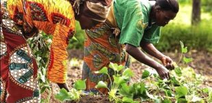 Climate Facts: Sustainable agriculture uses up to 56% less energy, says UNEP