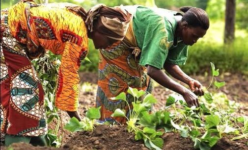 ‘To enhance food production’ — IFAD seeks collaboration with FG on women’s training
