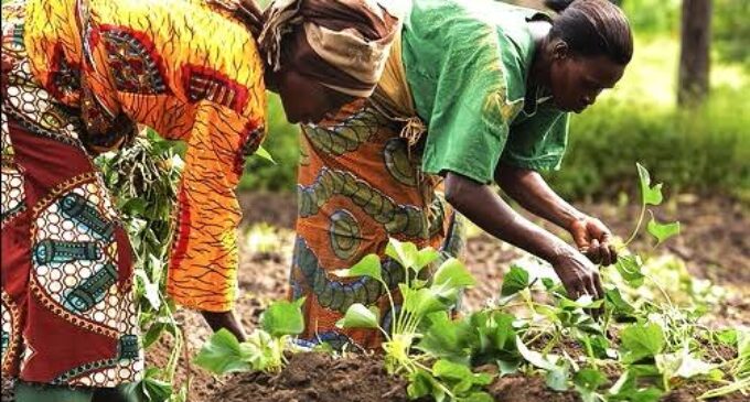 ‘To enhance food production’ — IFAD seeks collaboration with FG on women’s training