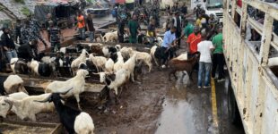 PHOTOS: Lagos task force raids Agege ram market over ‘indiscriminate display’ of animals