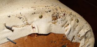 Four natural ways to get rid of bed bugs