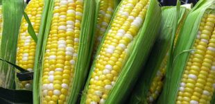 FACT CHECK: Does genetically modified corn cause hypertension as Oyakhilome claims?