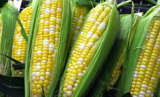FACT CHECK: Does genetically modified corn cause hypertension as Oyakhilome claims?