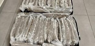 NDLEA arrests 70-year-old with ‘57.2kg cannabis’ in Nasarawa