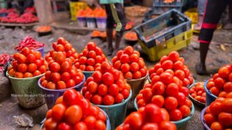Agric minister: Over N1.3bn lost to tomato ebola outbreak in Kano, Katsina, Kaduna