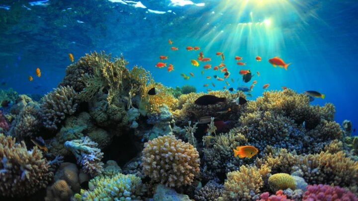 Coral reefs | Photo: andBeyond