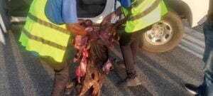Flights disrupted as Air Peace plane hits antelope at Asaba airport