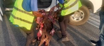 Flights disrupted as Air Peace plane hits antelope at Asaba airport