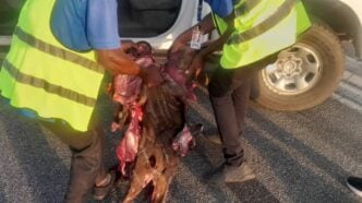 Flights disrupted as Air Peace plane hits antelope at Asaba airport