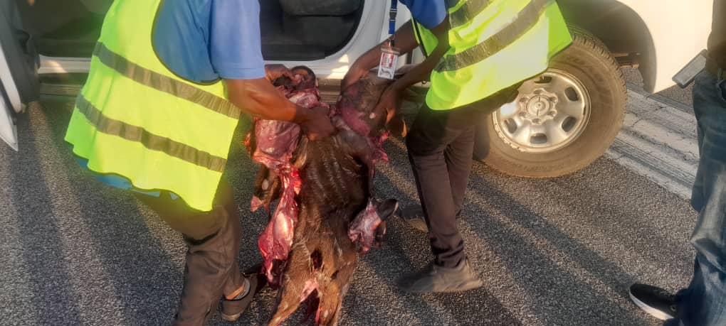 Flights disrupted as Air Peace plane hits antelope at Asaba airport