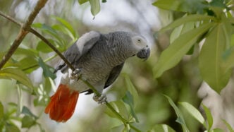Parrot