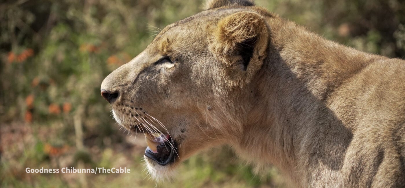 A female lion