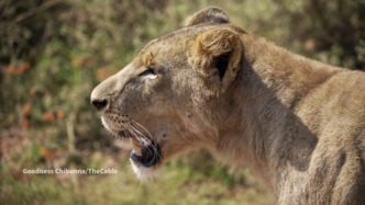 A female lion