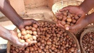 Report: Shea nut prices drop by 33% after Nigeria's six-month export ban