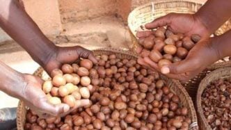 Report: Shea nut prices drop by 33% after Nigeria's six-month export ban