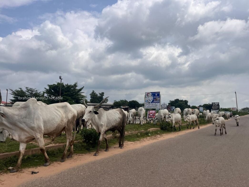 Grazing cattle | File photo