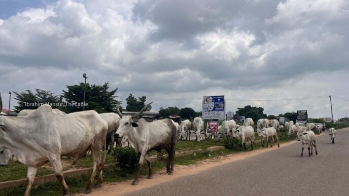 Grazing cattle | File photo
