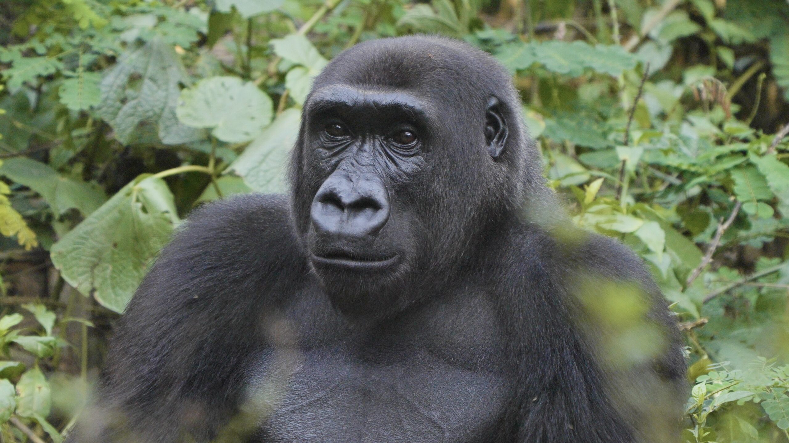 CROSS RIVER GORILLA: How culture keeps Africa’s rarest ape alive