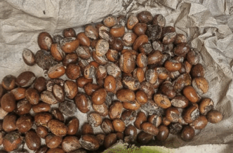 Shea Nut | Photo credit: Harvest Oasis Ltd