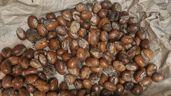 Shea Nut | Photo credit: Harvest Oasis Ltd