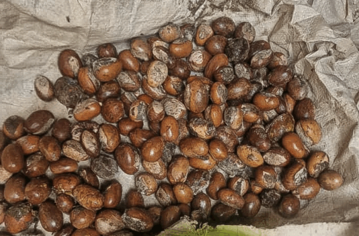 Shea Nut | Photo credit: Harvest Oasis Ltd