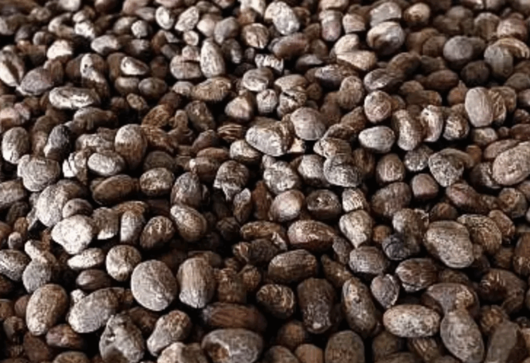 CPPE to FG: Ban on shea nut export exposes exporters to legal risk