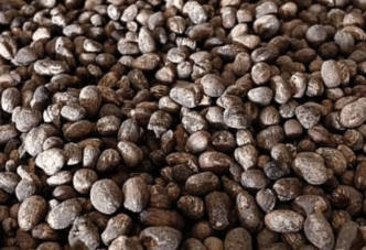 CPPE to FG: Ban on shea nut export exposes exporters to legal risk
