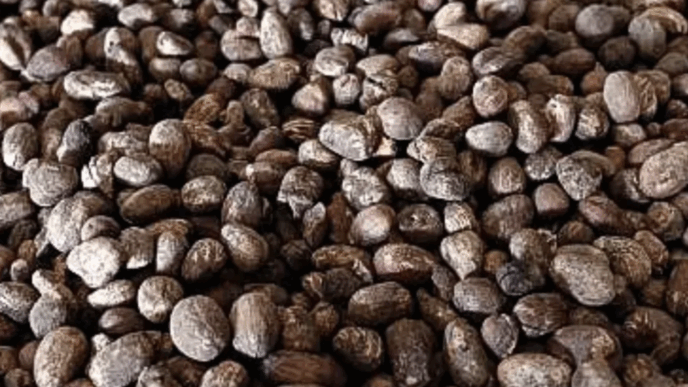CPPE to FG: Ban on shea nut export exposes exporters to legal risk