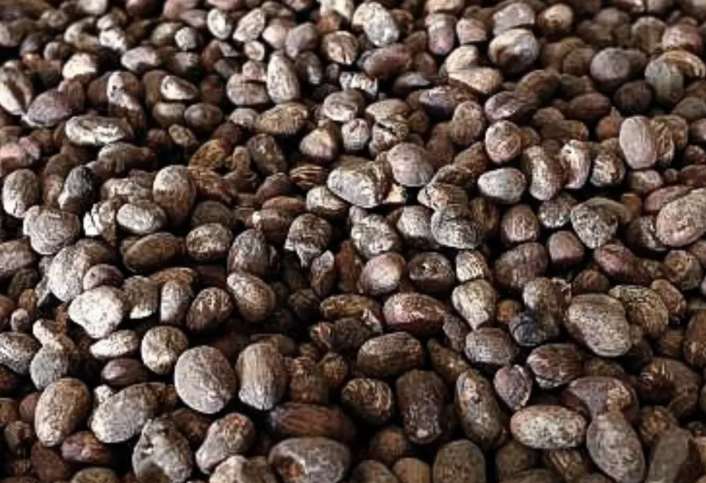 CPPE to FG: Ban on shea nut export exposes exporters to legal risk