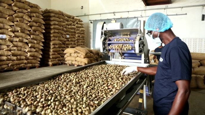 Cashew processing plant