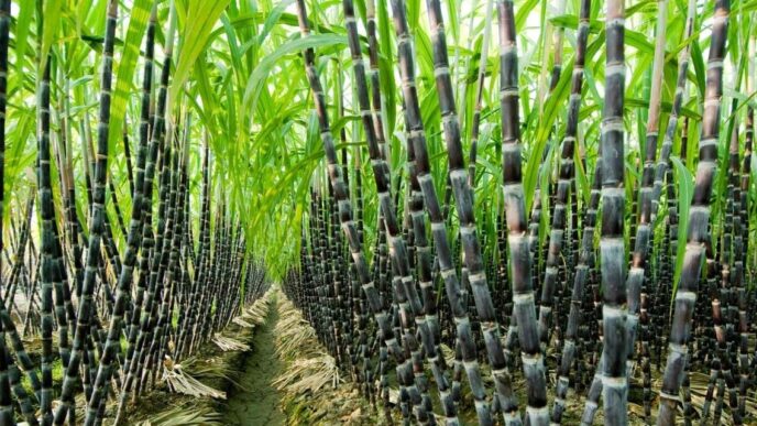 Sugarcane farming in Nigeria