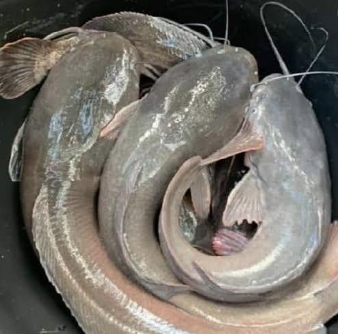 From pond to plate: Toxic metals found in Ebonyi’s catfish raise public health concern